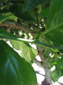              First year twig (Winter Haven, FL)       