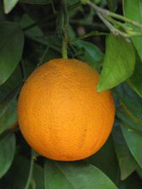            Fruit (Riverside, CA)   