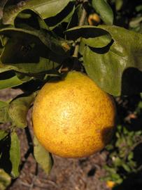            Fruit (Winter Haven, FL)   