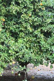            Habit (Riverside, CA)   