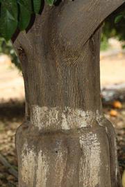            Bark (Riverside, CA)   