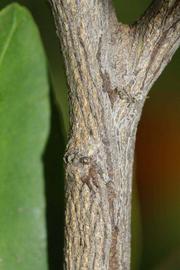              Second - third year twig (Riverside, CA)       