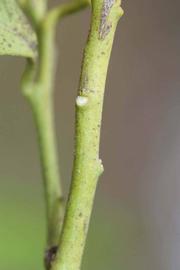            First year twig (Riverside, CA)   