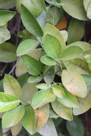              Shade leaves (Riverside, CA)       