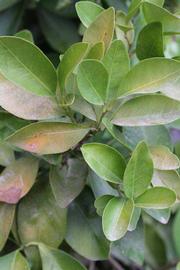              Shade leaves (Riverside, CA)       