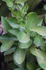              Shade leaves (Riverside, CA)       