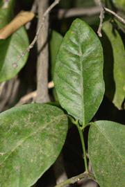              Unifoliolate leaf (Riverside, CA)       