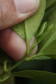              Petiole (Riverside, CA)       