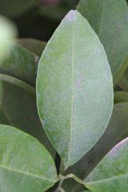              Unifoliolate leaf (Riverside, CA)       