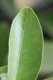              Margin (Riverside, CA)       