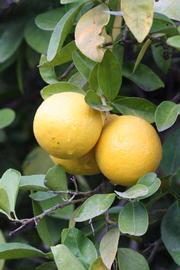            Fruit (Riverside, CA)   