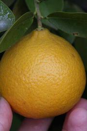            Fruit (Riverside, CA)   