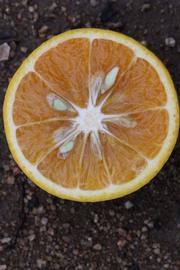            Fruit cross-section (Riverside, CA)   