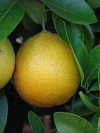            Fruit (Riverside, CA)   