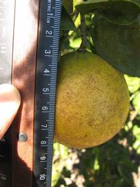            Fruit (Winter Haven, FL)   