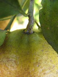            Fruit (Winter Haven, FL)   