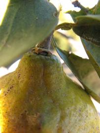            Fruit (Winter Haven, FL)   