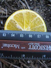            Fruit cross-section (Winter Haven, FL)   