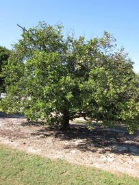            Habit (Winter Haven, FL)   
