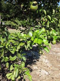              Sun leaves (Winter Haven, FL)       