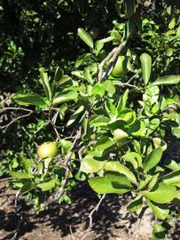              Sun leaves (Winter Haven, FL)       
