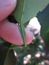              Petiole (Winter Haven, FL)       