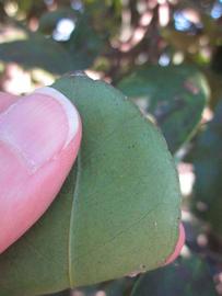              Margin (Winter Haven, FL)       