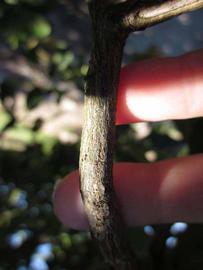              Second - third year twig (Winter Haven, FL)       