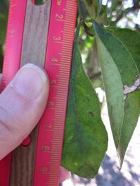              Unifoliolate leaf (Winter Haven, FL)       