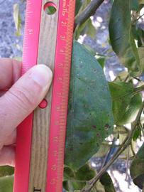              Unifoliolate leaf (Winter Haven, FL)       