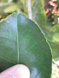              Margin (Winter Haven, FL)       