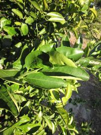            Sun leaves (Winter Haven, FL)   