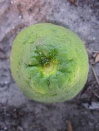            Fruit (Winter Haven, FL)   