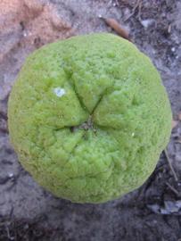            Fruit (Winter Haven, FL)   