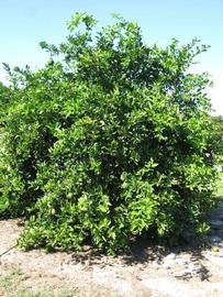            Habit (Winter Haven, FL)   