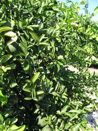              Sun leaves (Winter Haven, FL)       