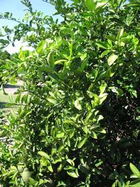              Sun leaves (Winter Haven, FL)       