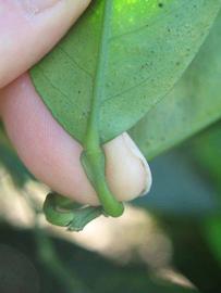              Petiole (Winter Haven, FL)       