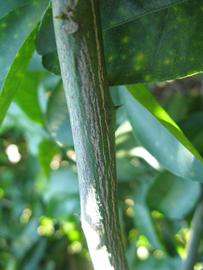              Second - third year twig (Winter Haven, FL)       