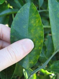            Unifoliolate leaf of  Citrus sulcata           (Sanbokan, Winter Haven, FL)   