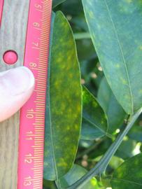              Unifoliolate leaf (Winter Haven, FL)       