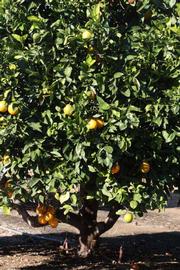            Habit (Sanguina Doblefina, Riverside, CA)   