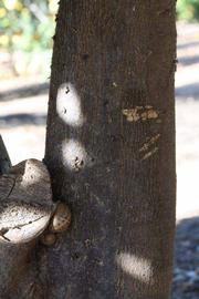              Bark (Sanguina Doblefina, Riverside, CA)       