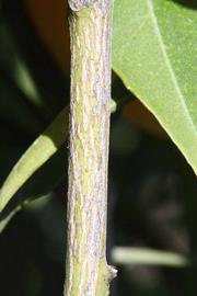              Second - third year twig (Sanguina Doblefina, Riverside,   CA)       