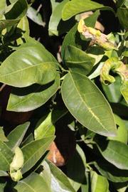           Sun leaves (Sanguina Doblefina, Riverside, CA)   
