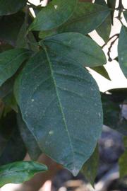            Shade leaves (Sanguina Doblefina, Riverside, CA)   