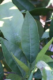             Unifoliolate leaf (Sanguina Doblefina, Riverside, CA)       