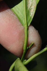              Petiole (Sanguina Doblefina, Riverside, CA)       