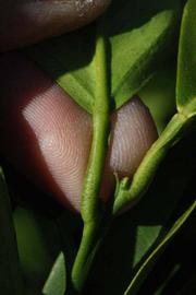              Petiole (Sanguina Doblefina, Riverside, CA)       