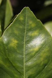              Margin (Sanguina Doblefina, Riverside, CA)       